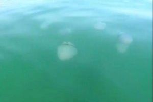 Desenes de meduses omplin les platges del sud de València
