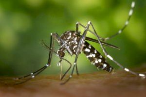 El mosquito tigre prolifera de forma vertiginosa en España y la única vía de control es implicar más a la ciudadanía
