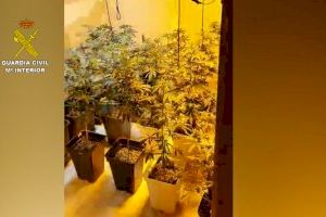 Detenida una pareja en Torrevieja que utilizaba los armarios de su casa como invernaderos de marihuana