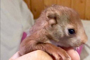 Túria, nom triat per al primer esquirol nascut dins del projecte de reintroducció d´esta espècie al Jardí del Túria