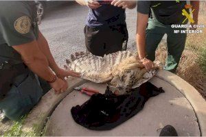 La Guardia Civil salva a un búho real a punto de morir enganchado en un alambre de espinos