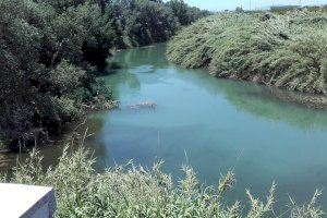Alzira denuncia el mal estat de les aigües del Barxeta i el riu Verd