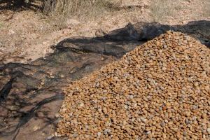 AVA-ASAJA denuncia que las importaciones de California hunden el precio de la almendra valenciana