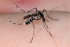 València realiza labores preventivas de control de mosquitos durante todo el año para evitar enfermedades