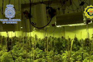Desmantelado un "cultivo indoor" de cannabis y la detención de dos personas por tráfico de drogas en Elche