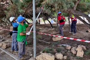 Los alumnos del taller "Et Formem" adecuan el bosque mediterráneo del paseo de Fora del Forat de Vinaròs