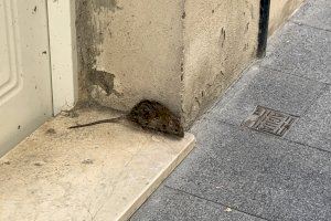 Compromís per Ontinyent alerta de la presència de rates als carrers i demana al govern local que actue urgentment