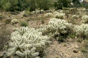 Medio Ambiente considera que los trabajos de la Conselleria para eliminar el cactus Arizona serán insuficientes