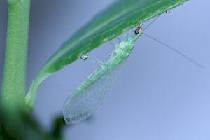 Les gotes que les plantes produeixen durant la nit són riques en nutrients per als insectes beneficiosos