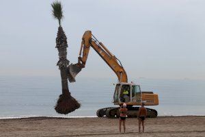 Benicàssim trasplanta les tres palmeres de la platja Heliòpolis