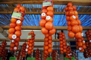 Alcalà-Alcossebre dedicará el mes de octubre a la tomata de penjar con actividades gastronómicas y turísticas