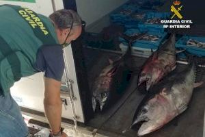 La Guardia Civil de Alicante interviene más de 300 kilogramos de pescado ilegal en Altea y Villajoyosa
