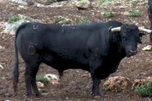La Diputació de Castelló impulsa les bases que regularan subvencions per valor de 119.000 euros per a les ramaderies de caps de bestiar braus de la província