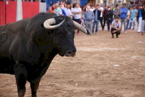 Vila-real acollirà un recinte per a actes taurins en suport al sector i defensa de la tradició del ‘bou al carrer’