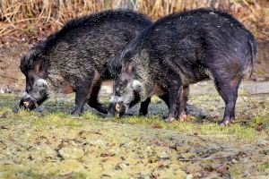 La pesta porcina africana posa en alarma al sector porcí valencià