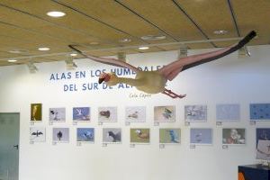 Inaugurada en El Hondo la exposición fotográfica ‘Alas en los humedales del sur’