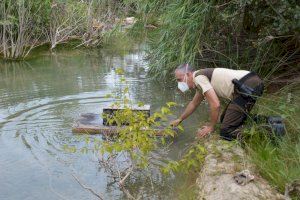 El Consorcio gestor del Paisaje Protegido de la Desembocadura del río Mijares retoma el control de visones americanos