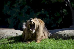 Lubango, el joven león del Bioparc Valencia, toma la sabana