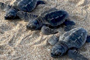 Naixen sis primeres tortugues babaues (Caretta caretta) del niu de Cullera traslladat al Saler