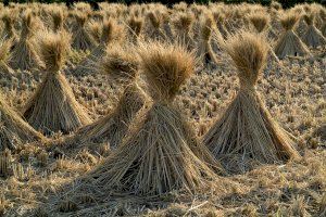 El Consell Agrari Municipal inicia els treballs de recollida de palla d'arròs