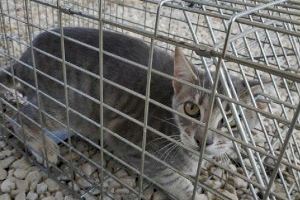 Sanidad inicia la campaña de esterilización de gatos sin propietarios en todo el municipio de Orihuela