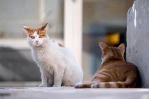 Acuerdos en la gestión de las colonias felinas
