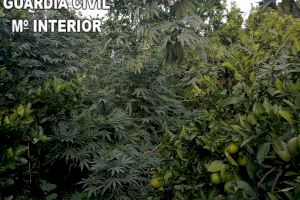 La Guardia Civil investiga a un varón que alquilo un campo de naranjos para cultivar marihuana en Almiserá y Castellonet de la Conquesta