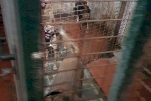 Rescatados una decena de perros que vivían en una casa de Valencia en condiciones de insalubridad