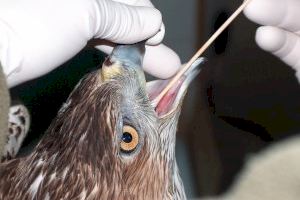 Publican la primera clasificación de lesiones en aves por tricomonosis oral, que afecta a rapaces vulnerables en España