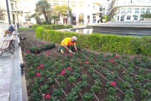 El Ayuntamiento de València planta más de 6.000 flores en 21.946 m2 de zonas ajardinadas con motivo del 9 d’Octubre