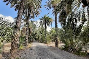 El Ayuntamiento de Elche podará los huertos y mejorará el caminal de la Ruta del Palmeral histórico