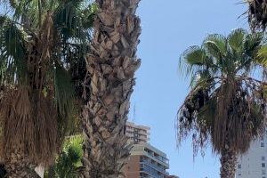 Ciudadanos denuncia “la suciedad y mala imagen que ofrece la playa de Levante por el nulo cuidado de las palmeras”