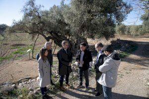 La Diputación de Castellón subvenciona con 22.500 euros a la Mancomunitat de la Taula del Sénia para poner en valor los olivos milenarios de la zona