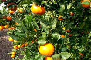 Carrefour prevé comercializar un 30% más de mandarinas españolas