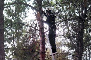 La Concejalía de Medio Ambiente instala nidos para aves insectívoras en Paiporta
