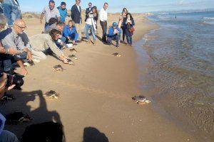 El campus de Gandía de la UPV colabora en el seguimiento vía satélite de crías y hembras de tortugas bobas para conocer sus movimientos y favorecer su éxito reproductivo en las costas del Mediterráneo