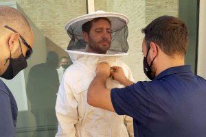 Retirado del Centro Hernandiano de Elche un enjambre de abejas de grandes dimensiones