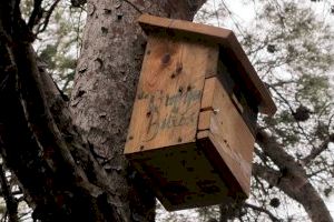 Revisión de cajas nido en La Costera de Puçol, primera actividad del otoño