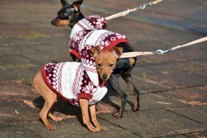 Utiel prevé realizar un censo genético de más de 1.000 perros del municipio para controlar y reducir las heces en la calle