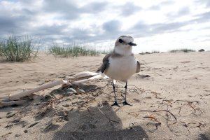 La presencia de mascotas en los ecosistemas dunares es incompatible con la conservación de las aves litorales