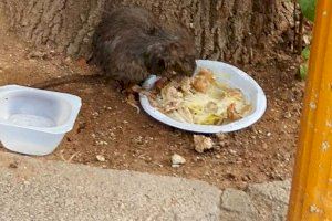 Cs Paiporta denuncia l'existència preocupant de rates en la plaça de Medi Ambient
