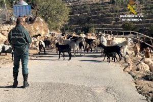 El macabro caso de maltrato animal que ha destapado la Guardia Civil en Alicante