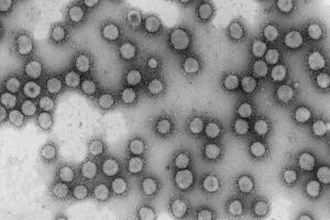 Un solo genotipo del coronavirus generó el 60% de los casos en la primera semana de marzo
