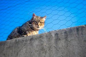 L'Ajuntament d'Alcoi rep una subvenció de Diputació per a l'esterilització de colònies urbanes de gats sense propietari
