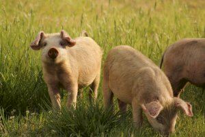Aprobada la distribución de 1,46 millones de euros en ayudas excepcionales para el sector del porcino ibérico
