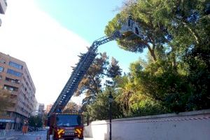 L´Ajuntament de València treballa en la poda del pi centenari dels Jardins de Monforte per estabilitzar la seua copa