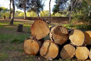 El servicio de mantenimiento del Consorcio río Mijares retira del paraje del Termet los pinos caídos y afectados por la plaga del Tomicus destruens