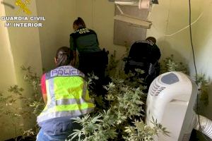 Dos detenidos por cultivar más de 1.400 plantas de marihuana en un chalet de Godelleta