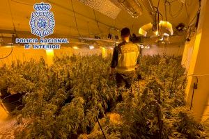 La Policía Nacional detiene a 3 personas tras descubrir dos plantaciones de marihuana en la Nucía y en Altea la Vella