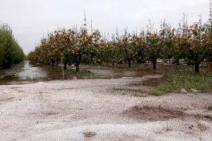 Casi mil hectáreas de cultivos en Sueca, Sollana y Almussafes, arrasados por el temporal de las últimas horas
